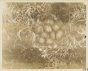 Image of Ptarmigan nest containing 9 eggs